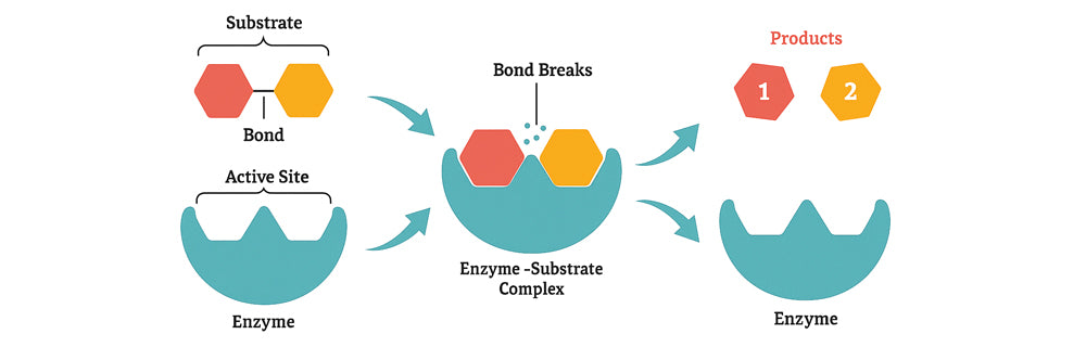 Illustration: enzyme action